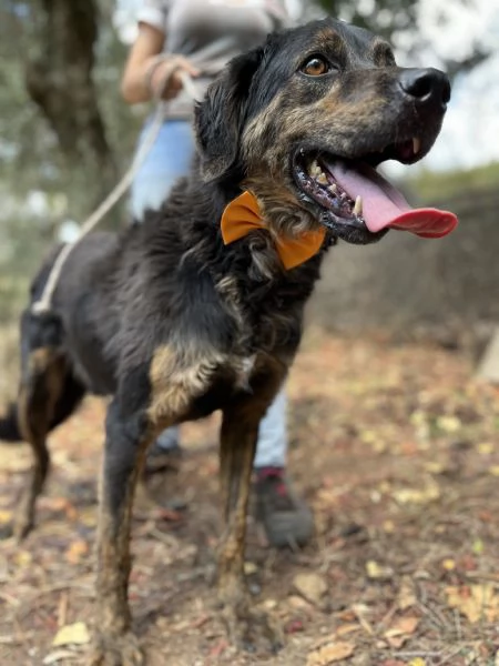 Orzo, canile basso lazio | Foto 1