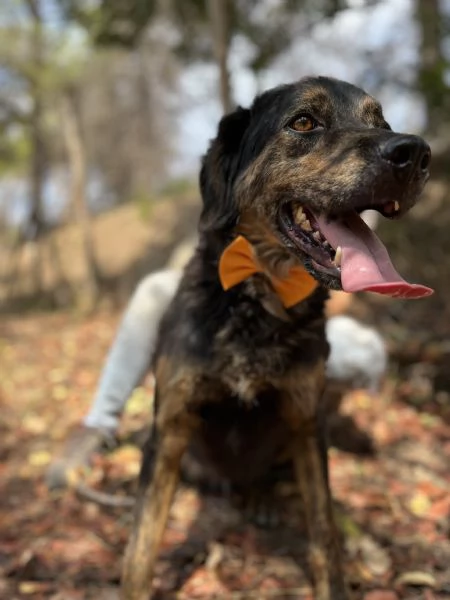 Orzo, canile basso lazio | Foto 0