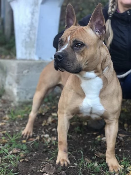 Elan, canile basso lazio