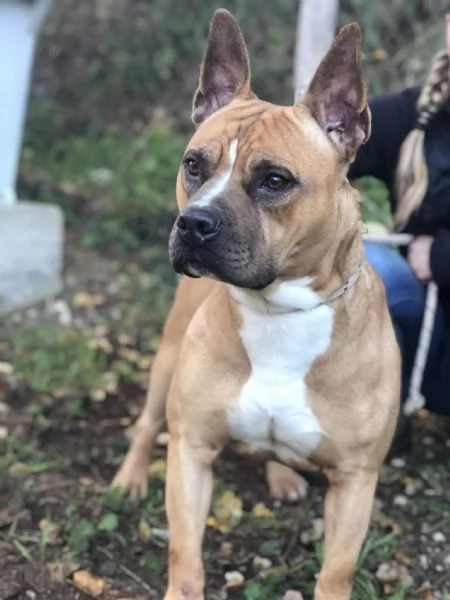 Elan, canile basso lazio | Foto 3