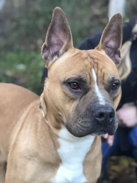 Elan, canile basso lazio | Foto 2