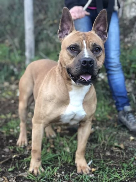 Elan, canile basso lazio | Foto 1