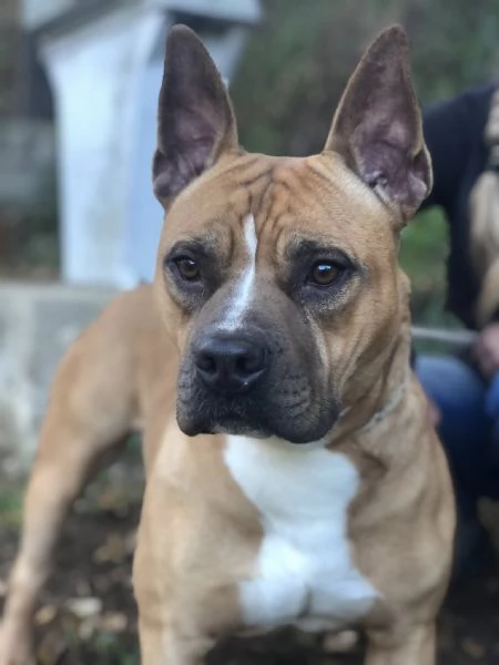 Elan, canile basso lazio | Foto 0