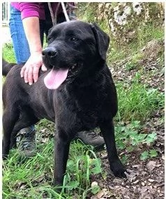 Axel, canile basso lazio | Foto 2