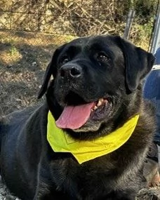 Axel, canile basso lazio | Foto 1