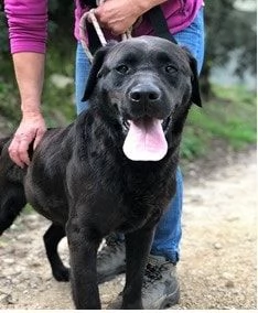 Axel, canile basso lazio | Foto 0