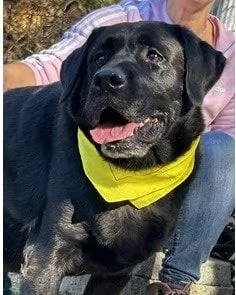 Axel, canile basso lazio