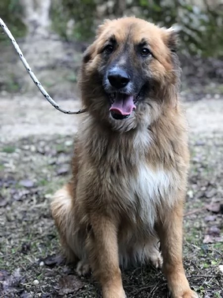 Dafne, canile basso lazio