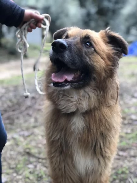 Dafne, canile basso lazio | Foto 3