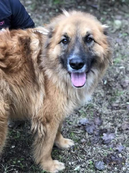 Dafne, canile basso lazio | Foto 2