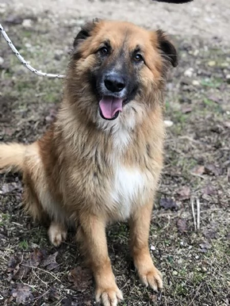 Dafne, canile basso lazio | Foto 1