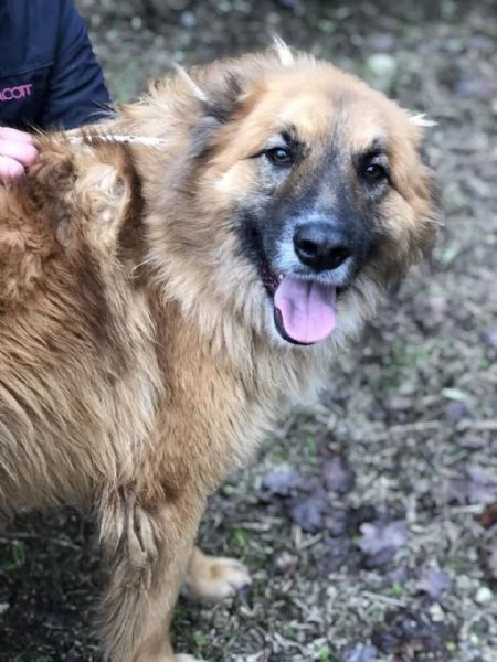 Dafne, canile basso lazio | Foto 0