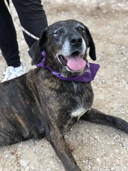 Esmeralda, canile basso lazio