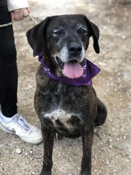 Esmeralda, canile basso lazio | Foto 1