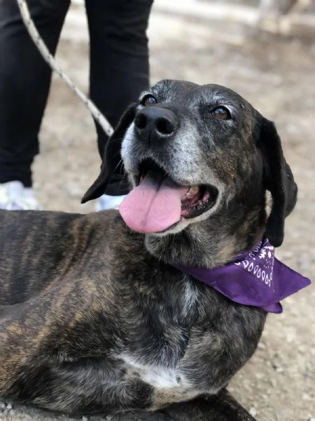 Esmeralda, canile basso lazio | Foto 0