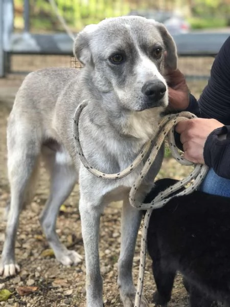 Silver, canile basso lazio | Foto 4