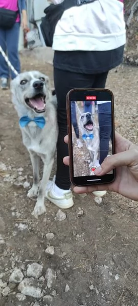 Silver, canile basso lazio | Foto 3