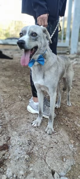 Silver, canile basso lazio | Foto 2