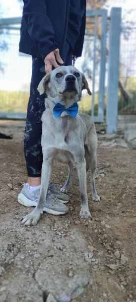 Silver, canile basso lazio