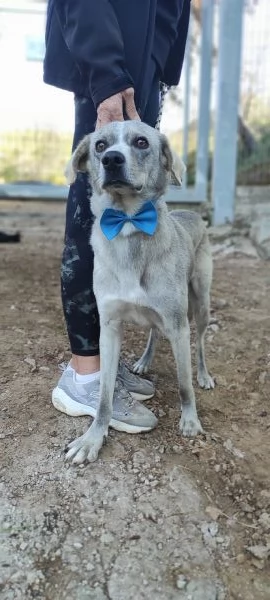 Silver, canile basso lazio | Foto 0