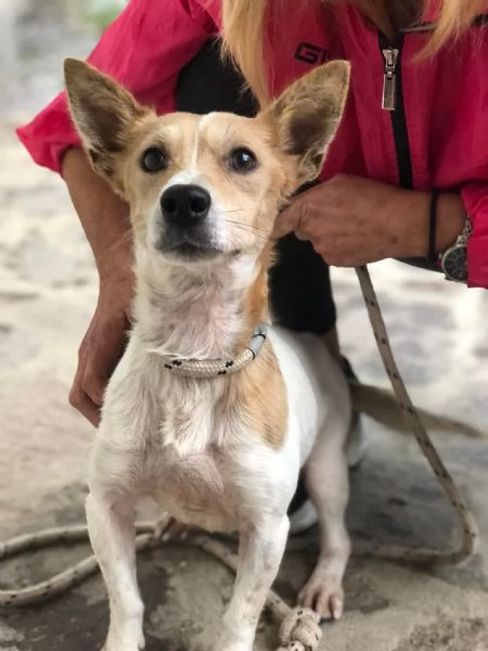 Dumbo, canile basso lazio