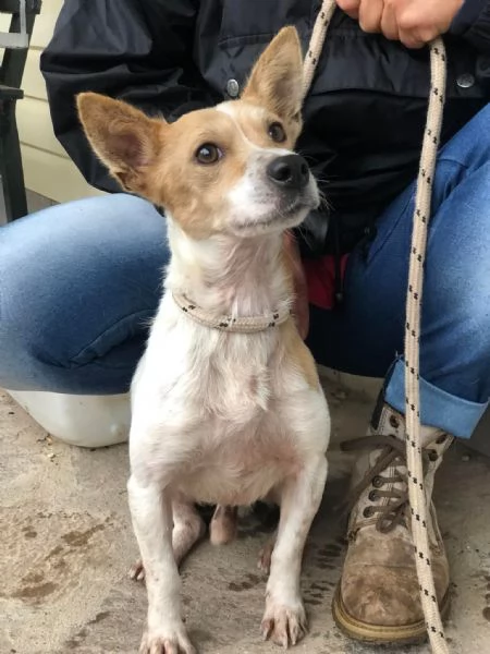 Dumbo, canile basso lazio | Foto 4