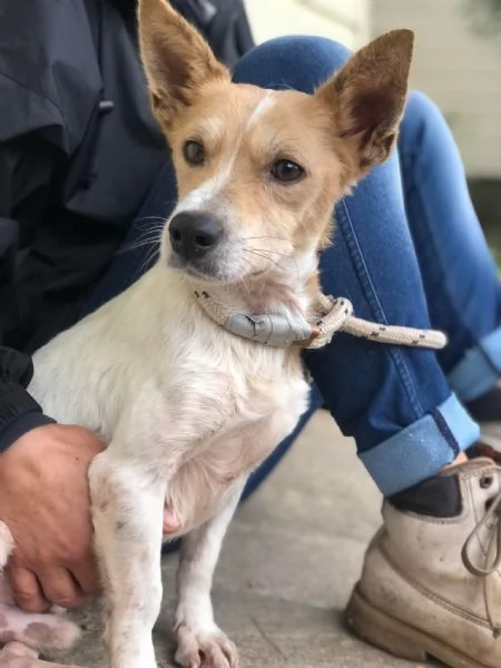 Dumbo, canile basso lazio | Foto 3