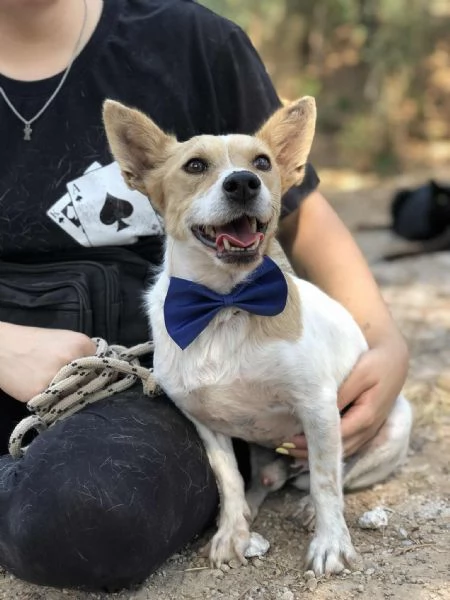 Dumbo, canile basso lazio | Foto 2