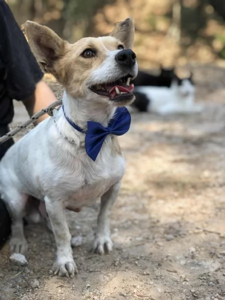 Dumbo, canile basso lazio | Foto 1