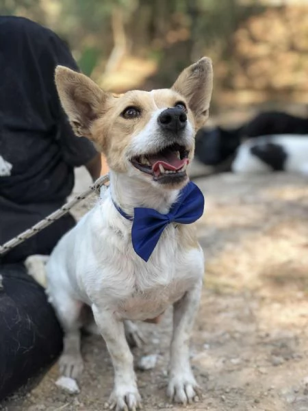 Dumbo, canile basso lazio | Foto 0