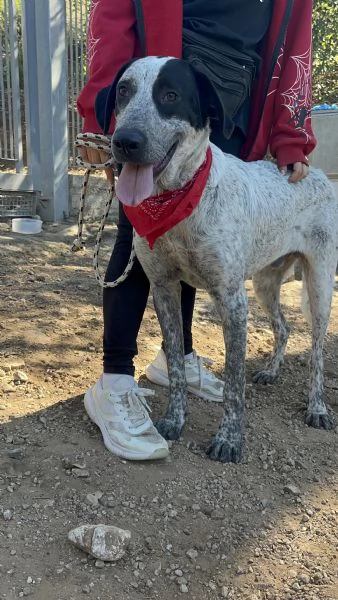 Duplo, canile basso lazio