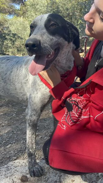 Duplo, canile basso lazio | Foto 2