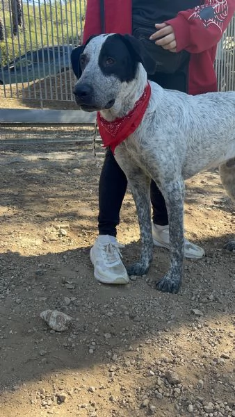 Duplo, canile basso lazio | Foto 1