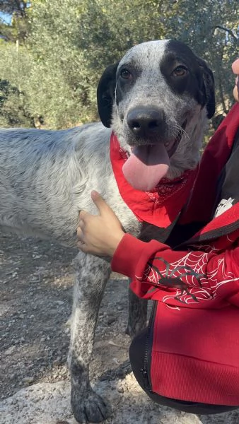 Duplo, canile basso lazio | Foto 0