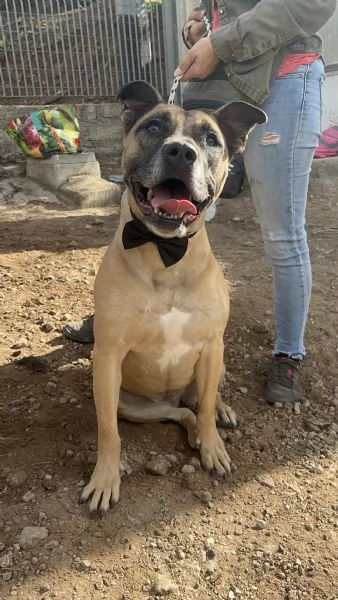 Astro, canile basso lazio