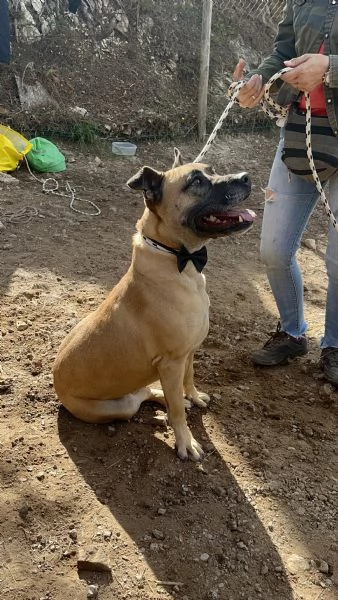 Astro, canile basso lazio | Foto 2