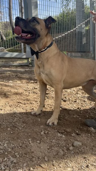 Astro, canile basso lazio | Foto 1