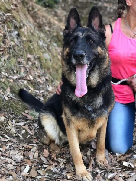 Athena, canile basso lazio