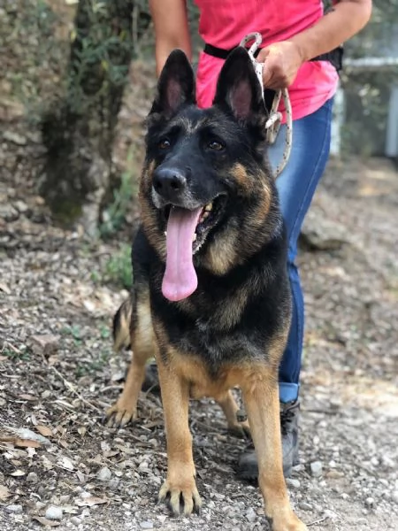 Athena, canile basso lazio | Foto 4