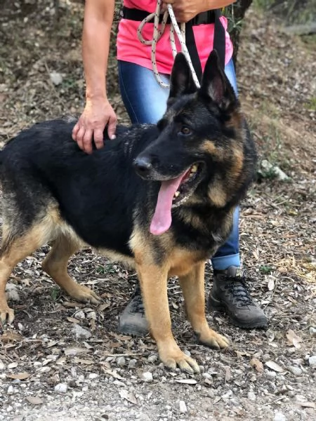 Athena, canile basso lazio | Foto 3