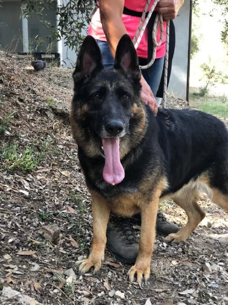 Athena, canile basso lazio | Foto 2