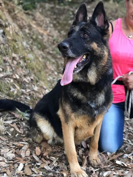 Athena, canile basso lazio | Foto 1