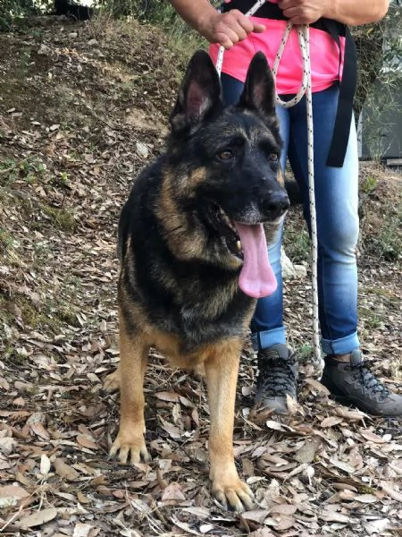 Athena, canile basso lazio | Foto 0