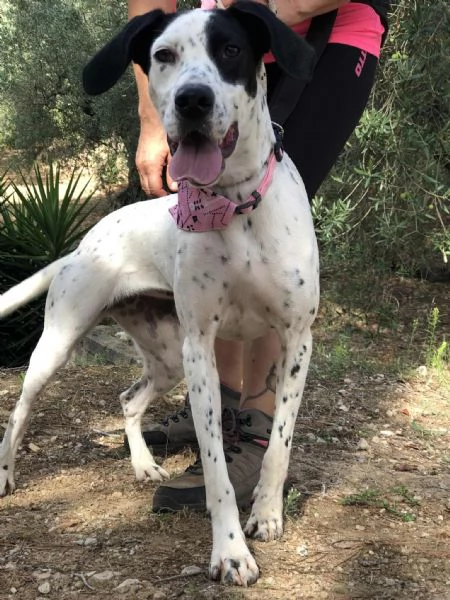 Barbie, canile basso lazio | Foto 3