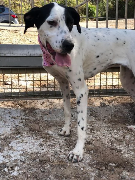 Barbie, canile basso lazio | Foto 2