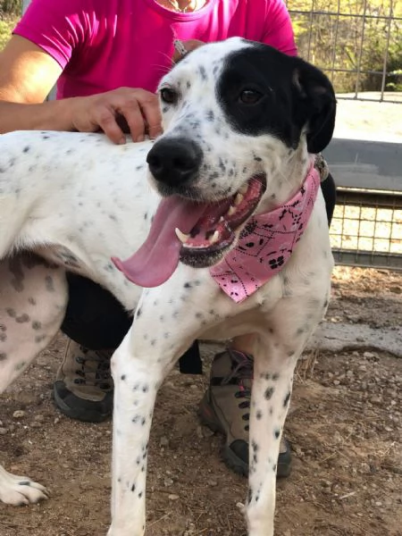 Barbie, canile basso lazio | Foto 1