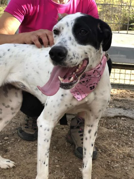 Barbie, canile basso lazio | Foto 0