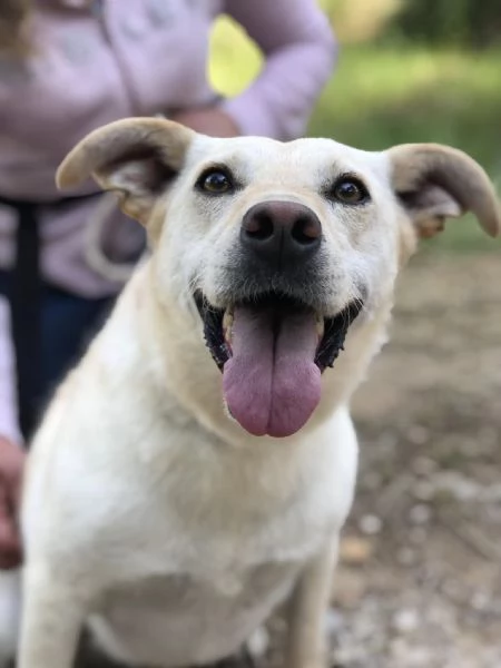 Bella, canile basso lazio | Foto 4