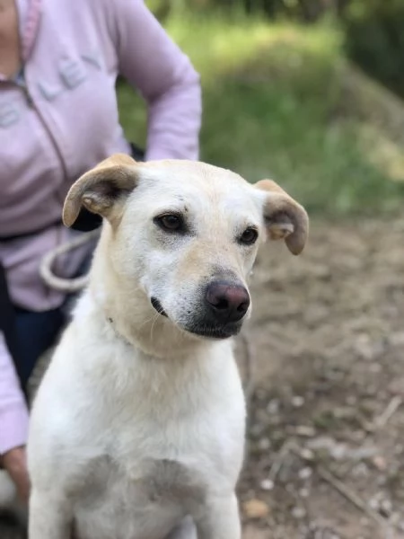 Bella, canile basso lazio | Foto 3