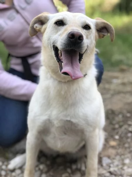 Bella, canile basso lazio | Foto 2